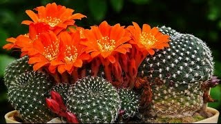 Rebutia Blüten [upl. by Asiaj570]