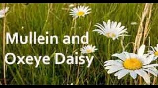 Benefits of Mullein and Oxeye Daisy [upl. by Pace]