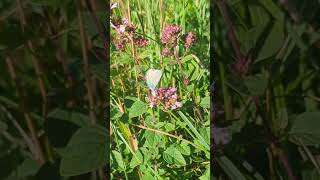 A stunning Adonis Blue butterfly feeding on thyme [upl. by Ahsiniuq]