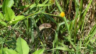 Everglades Racer Coluber constrictor paludicola [upl. by Conlin]