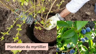 Comment bien planter le myrtillier [upl. by Fredella]