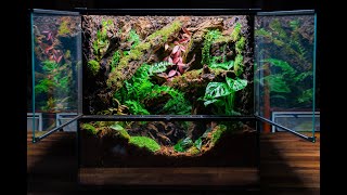 Making a Vivarium for Abronia 🌿 [upl. by Nisay163]