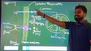 Cellular Respiration easy way [upl. by Moclam891]