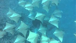 Diving with Grey Nurse Sharks and Sea Turtles  Flat Rock Stradbroke Island Australia [upl. by Nueoras721]