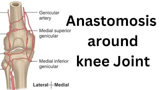 Anastomosis around knee joint [upl. by Andrey]