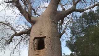 Baobabs de Madagascar  Baobabs réservoirs de vie [upl. by Ilatfen]