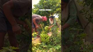 మన అరటి గెలకి ఎన్ని హస్తాలు వచ్చాయో చూడండి farming gardening plants MADGARDENER [upl. by Alcot788]