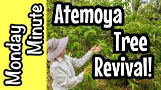 Monday Minute Atemoya Tree Revival [upl. by Enirok176]