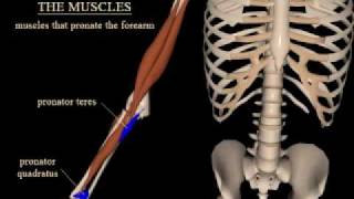 pronation and supination of the forearm [upl. by Simmons323]