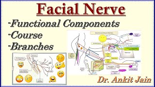 Facial Nerve  Functional Components Course amp Branches Anatomy Simplified [upl. by Aehtela]