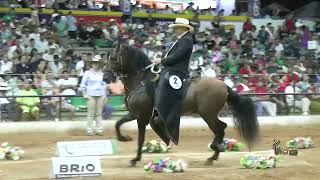 APOLO DE MONTECARMELO QUINTO PUESTO CABALLOS 78 A 100 MESES TROCHA COLOMBIANA MONTERIA GRADO A 2024 [upl. by Hescock]