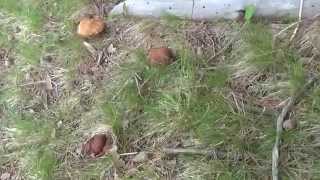 Boletus Pinicola 31052014 [upl. by Ienttirb]