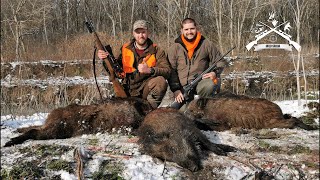 Hunting Serbia  Wild boar hunting  Lov divlje svinje  planina Juhor Jagodina Caccia ai cinghiali [upl. by Nesral]