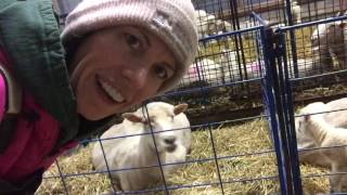 Stuck Lamb  Helping Lamb a Ewe  Vlog 4 [upl. by Girardo]