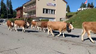 Jaunpass Cow Parade 2024 [upl. by Errol]