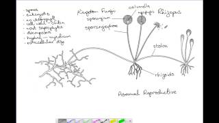 Rhizopus Reproduction [upl. by Yousuf]