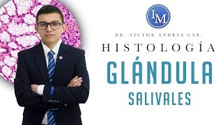 Histología  Sistema digestivo  Glándulas salivales [upl. by Anai]