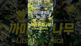 까마귀쪽나무 이름 유래 까마귀쪽나무 Litseajaponica 나무이름백과 [upl. by Colton555]