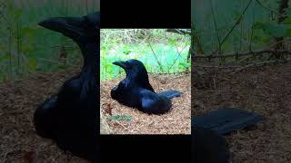 Crows Let Ants ATTACK Them But Whats the REAL Reason animalfacts [upl. by Epps]