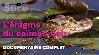 Les secrets du marais aux crocodiles  SLICE  DOC COMPLET [upl. by Poole620]