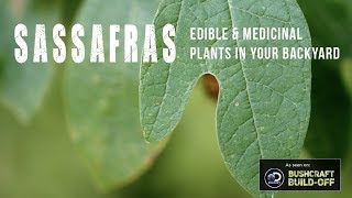 Sassafras Edible and Medicinal Plants in Your Backyard [upl. by Brig195]