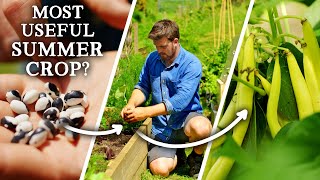 Why You Need to Grow MORE Bush Beans This Summer [upl. by Aenet280]