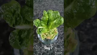 Regrowing cut lettuce [upl. by Dang]