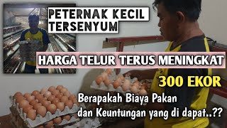 Ternak ayam petelur 300 ekor untung Rp 4909000 per bulan [upl. by Mitch]