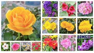 List Of Flower Names With Pictures  Types Of Flowers [upl. by Gean]