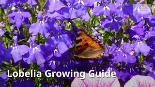 Lobelia Growing Guide Cardinal flower by GardenersHQ [upl. by Furr]