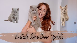 British Shorthair Kitten Update  1 Year On  Feeding Routine  1st Birthday  BSH Cat Cuddles [upl. by Pinto]