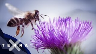 10 Fakten über Bienen  Superzeitlupe [upl. by Enirol958]