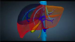 La segmentation hépatique [upl. by Giusto979]