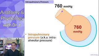 PHYL 142  Respiratory  Intrapulmonary amp Intrapleural Pressures [upl. by Carrissa]