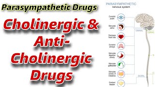 Drugs Affecting Parasympathetic system  Cholinergic amp AntiCholinergic Drugs  Acetylene Function [upl. by Schifra658]