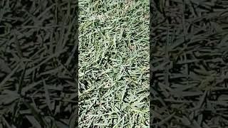 zoysia japonica rumput lapangan [upl. by Parker95]