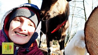 21 Początki hodowli kózkobieta na gospodarstwiekury z wolnego wybiegu przeprowadzka na wieś [upl. by Bartel927]