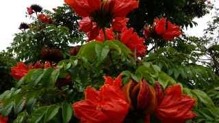 African Tulip Tree  Spathodea campanulata  Fountain Tree  Pichkari  Nandi Flame HD 01 [upl. by Boardman]