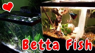 My Betta Fish Tank Setup UPDATE [upl. by Willet]