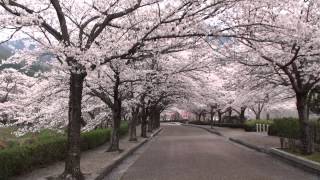 HD京都の隠れ花見スポット2013亀岡・七谷川 和らぎの道の桜 [upl. by Bernadine365]