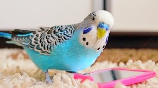 Budgie singing to mirror  Parakeet Sounds [upl. by Samy]