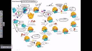 Protein synthesis process [upl. by Omarr]