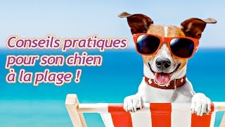 Conseils pratiques pour emmener son chien à la plage [upl. by Erlin]