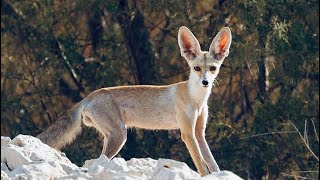 Your 5 Facts About Ruppell’s Fox [upl. by Hanavas971]