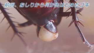 ゴキブリ飼育日記2 10ゴキの難産Cockroach is difficult [upl. by Lunseth]