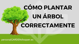 CÓMO PLANTAR UN ÁRBOL CORRECTAMENTE [upl. by Anzovin]