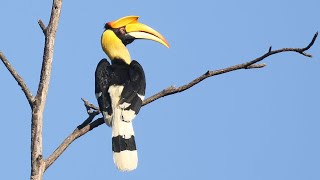 Great Hornbill bird in the morning sun  Great Hornbill uses makeup [upl. by Aillicirp]