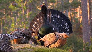 Tiurleik Capercaillie display April 17th in Froland Norway [upl. by Anilemrac]