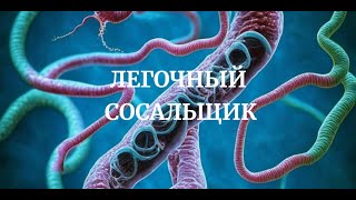 Легочный Сосальщик Paragonimus westermani Медицинская Паразитология Симптомы Цикл Диагностика [upl. by Travers]