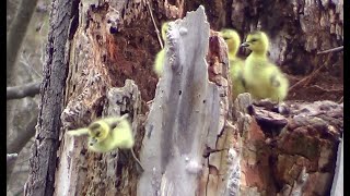 Goslings Jump From Tree Nest HQ HD [upl. by Loy858]